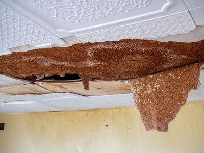 Professional water damage restoration services in San Manuel, AZ - Complete Water Restoration
